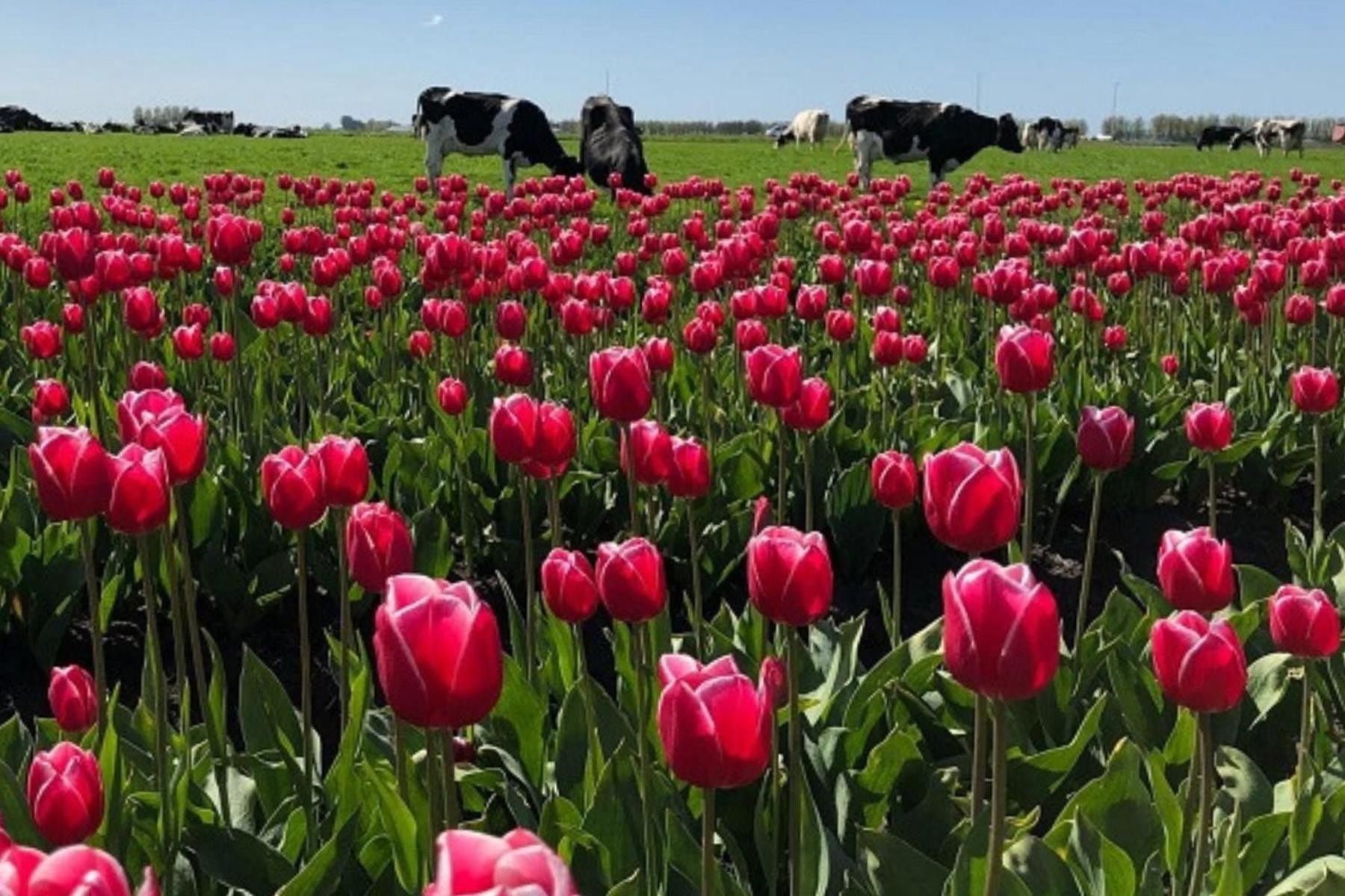 Torenhuis Medemblik Dış mekan fotoğraf